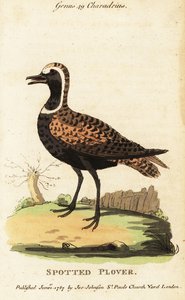アメリカン・ゴールデン・チローバーまたはスポテッド・チローバー、Pluvialis dominica 作： George (after) Edwards