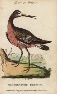 クロオビアオジロ、アカオビアオジロ、Limosa limosa 作： George (after) Edwards