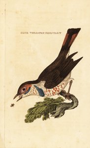 ブルースロート、Luscinia svecica 作： George (after) Edwards