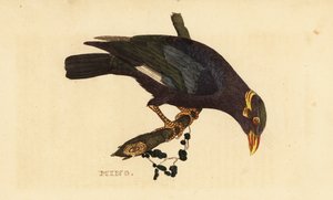 襟付きマイナ、Acridotheres albocinctus 作： George (after) Edwards