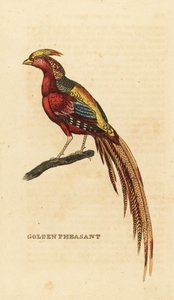 金色のキジ、Chrysolophus pictus 作： George (after) Edwards