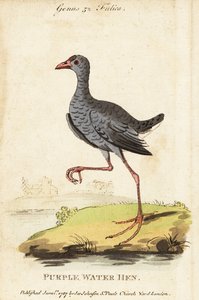 グレイヘッド・スワンプ（Porphyrio poliocephalus 作： George (after) Edwards