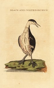 ツノメドリ、若、Podiceps auritus 作： George (after) Edwards