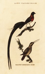 ロングテール・パラダイス・ホワイダ（Vidua paradisaea）とルファス・ハミングバード（Selasphorus rufus）。 作： George (after) Edwards
