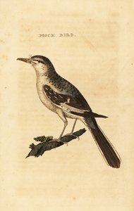 セイタカアワダチソウ（Mimus polyglottos