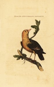 オレンジヘッドのマナキン、Pipra aureola