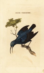 ムラサキスイカズラ、Cyanerpes caeruleus