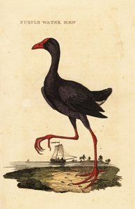 パープルスワムフェン（Porphyrio porphyrio 作： George (after) Edwards