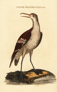 レッドネック・ファラロペ（Phalaropus lobatus 作： George (after) Edwards