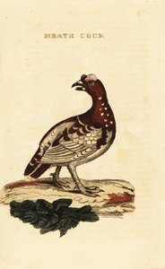 トウヒライチョウ（Falcipennis canadensis canace 作： George (after) Edwards