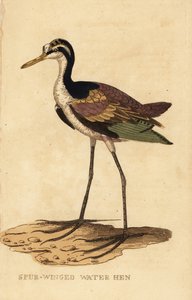 ワトルド・ジャカナ（Jacana jacana 作： George (after) Edwards