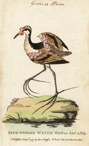 ワトルド・ジャカナ（Jacana jacana
