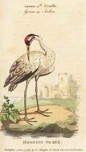 アメリカシロヅル (Grus americana)