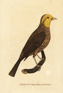 イエロー・グロスビーク（Pheucticus chrysopeplus