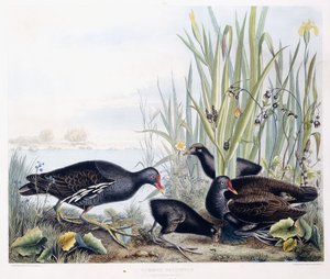 Common Gallinule (Moorhen) (オス、メス、若い)、1841 年頃 (手描きの彫刻)