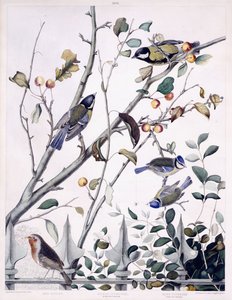 赤胸（ロビン）、シジュウカラ（雄と雌）、青シジュウカラ（雄と雌）、1841年頃（手描きの彫刻） 作： George (after) Shield