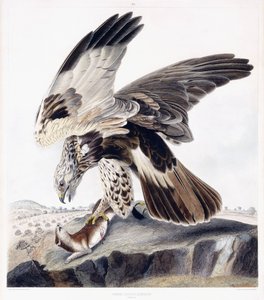 ラフレッグバザード（メス）、1841年頃（手描きの彫刻） 作： George (after) Shield