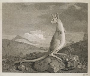 カンガルーと呼ばれるニューホランドの海岸で発見された動物 作： George (after) Stubbs