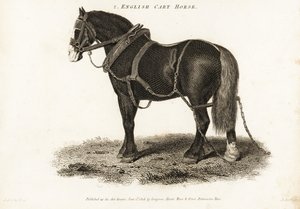 イングリッシュ カート ホースまたはシャイア ドラフト ホース。 作： George (after) Stubbs
