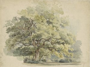 木の研究 作： George Andries Roth