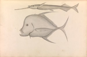 ジョージ・アンソン提督の世界一周航海記