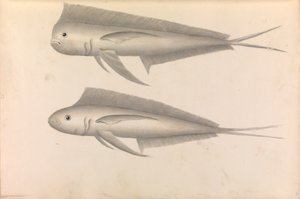 ジョージ・アンソン提督の世界一周航海記 作： George Anson