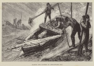 チェサピーク湾でカキを探す 作： George Augustus Sala