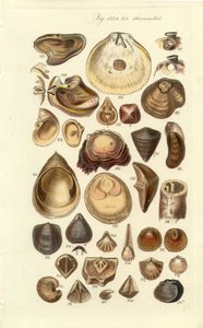 Conchological Manual Plate 11. カキおよびその他の貝殻 作： George B. Sowerby