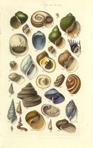 Conchological Manual Plate 15.アワビの貝殻をはじめとするカラフルな貝殻