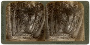 ココヤシの木の大通り、フロリダ、米国、1891年。
