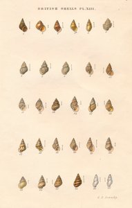 ブリティッシュシェル、c1859。