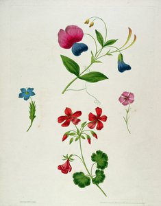 「花の絵画に関する新しい論文、または、すべての女性が彼女自身のドローイングマスター」からのイラスト、1816年
