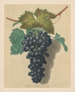 ポモナブリタニカ：第52-黒王子ブドウ、1809年。 作： George Brookshaw