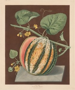 ポモナブリタニカ：いいえ。 64-Scarlet Flesh Romana Melon、1812。 作： George Brookshaw
