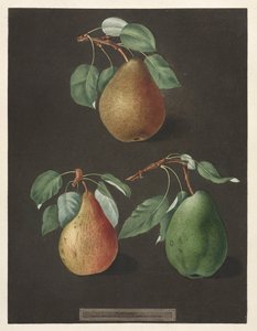 ポモナブリタニカ：No.82-梨、1807。 作： George Brookshaw