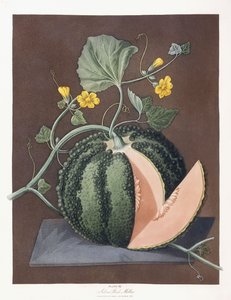 シルバーロックメロン、1812 作： George Brookshaw