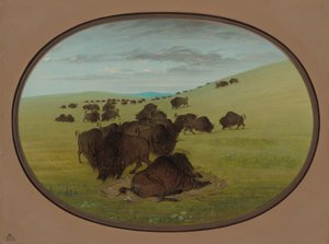 バッファローワロウ、18611869。 作： George Catlin