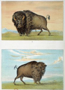 バイソンのオスとメス、アメリカジョージ・キャトリン（1794-1872）のイラスト 作： George Catlin