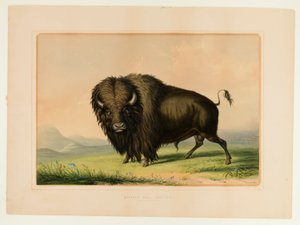 バッファロー・ブルの放牧--その2 作： George Catlin