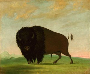 大草原で放牧されているバッファロー・ブル、1832～1833年。 作： George Catlin