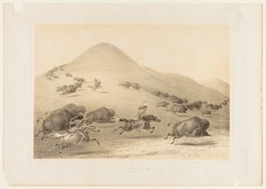 バッファローハント、チェイス--No.6 作： George Catlin