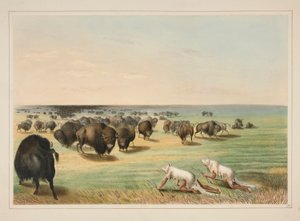 バッファローハント、白いオオカミの皮の下で、pl。 北米インディアンのポートフォリオから13人 作： George Catlin