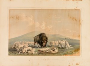バッファロー・ハント、バッファロー・ブルを襲うホワイト・ウルフ--No.10 作： George Catlin