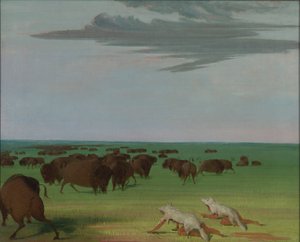 狼の皮の仮面の下のバッファロー・ハント 作： George Catlin