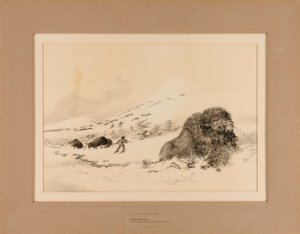 瀕死のバッファロー--17号 作： George Catlin