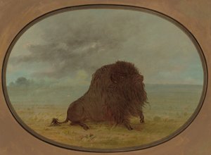 瀕死のバッファローブル、18611869。 作： George Catlin