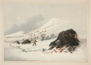 瀕死のバッファロー・ブル、スノー・ドリフト、pl。 北米インディアンのポートフォリオから17人 作： George Catlin