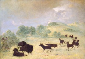 エルクとバッファローの出会い（テキサス州 作： George Catlin