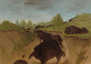 バッファローを攻撃するハイイログマ、18611869。 作： George Catlin