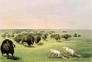 オオカミの皮で偽装したバッファロー狩猟、1832年